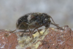 Ptinus bimaculatus