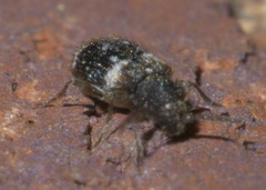 Ptinus bimaculatus
