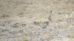 Lophospingus pusillus