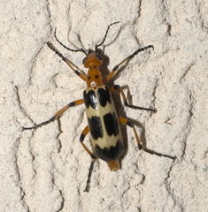 Pyrota palpalis