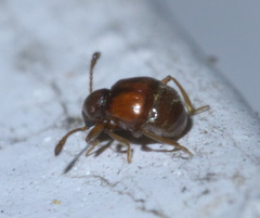 Reichenbachia