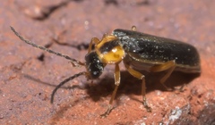 Rhagonycha scitula
