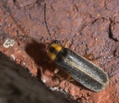 Rhagonycha scitula