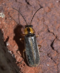 Rhagonycha scitula