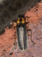 Rhagonycha scitula
