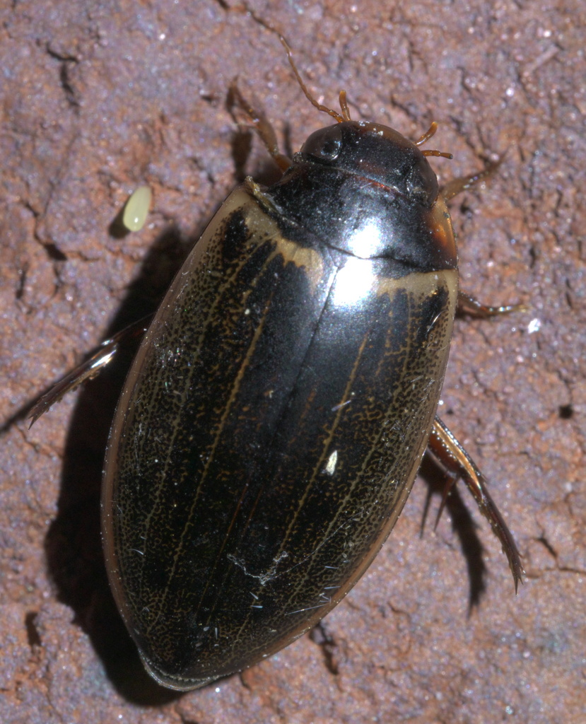 Meridiorhantus calidus