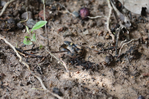 Southwestern Cat-eyed Snake