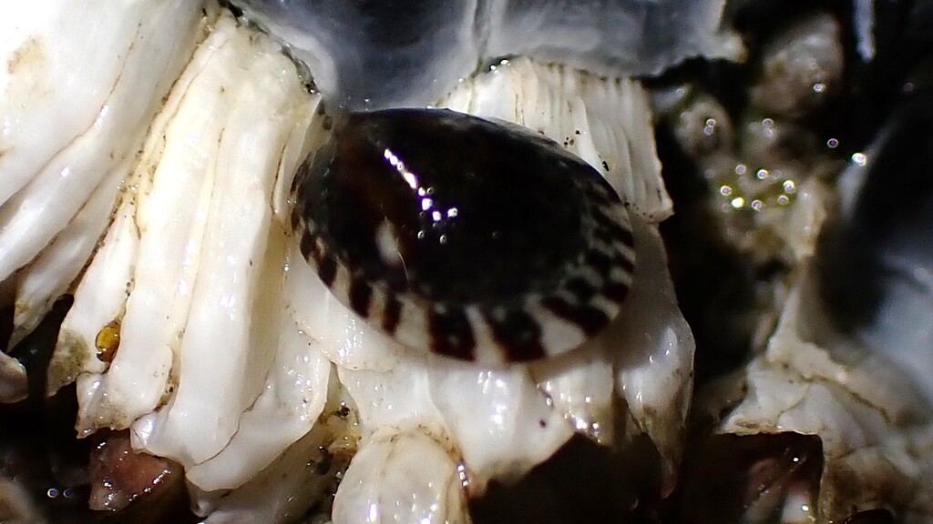 Boreal limpet