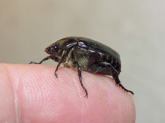 Paranomala cincta