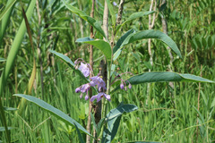 Solanum glaucophyllum