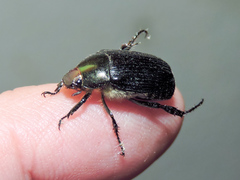 Paranomala cincta