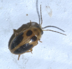 Sacodes pulchella