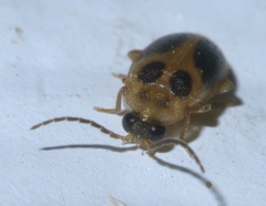 Sacodes pulchella