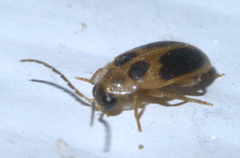 Sacodes pulchella
