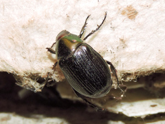 Paranomala cincta