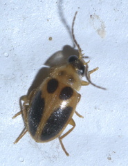 Sacodes pulchella