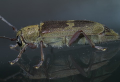 Saperda discoidea