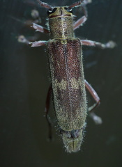 Saperda discoidea