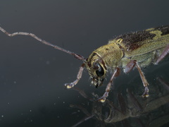 Saperda discoidea
