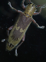 Saperda discoidea