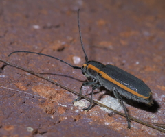 Saperda lateralis