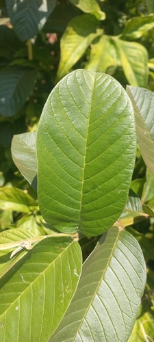 Common guava