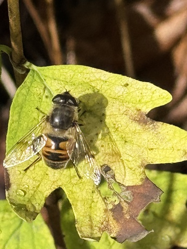 Unknown species found near Missoula County, US-MT, US