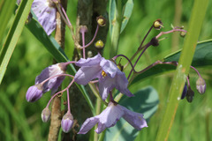 Solanum glaucophyllum