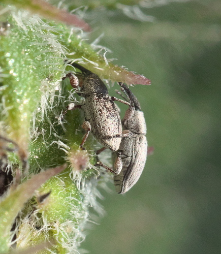 Gray Sunflower Seed Weevil photo 3