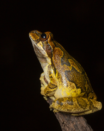 Mexican Treefrog