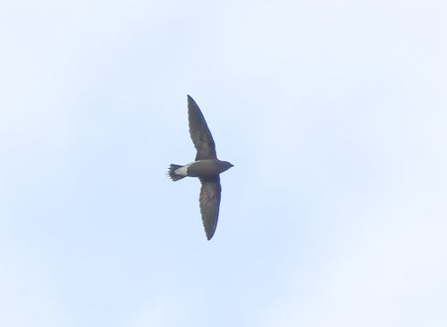 Brown-backed Needletail