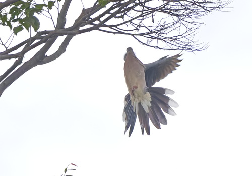 Spotted Dove