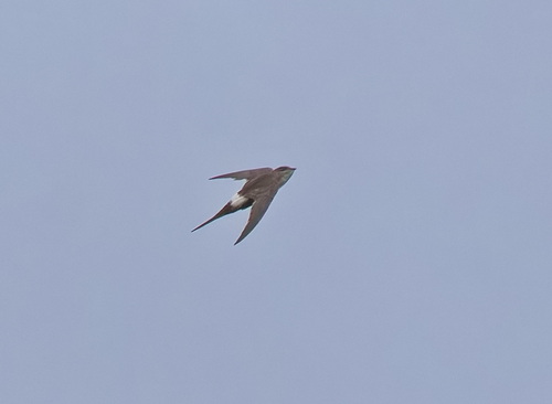 Pacific Swift