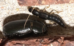 Pinophilus