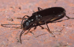 Statira