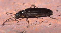 Statira