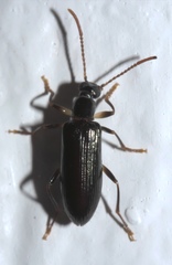 Statira basalis