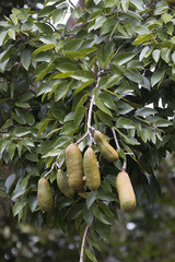 Hymenaea courbaril
