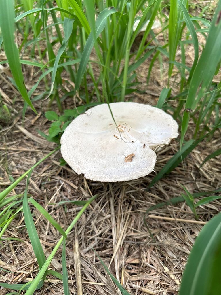 Chlorophyllum molybdites · September 2025 · photo: © liem_malarney (iNaturalist, cc-by)