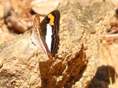Adelpha pithys