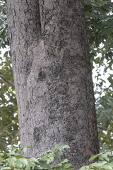 Hymenaea courbaril