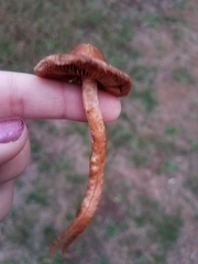 Cortinarius californicus