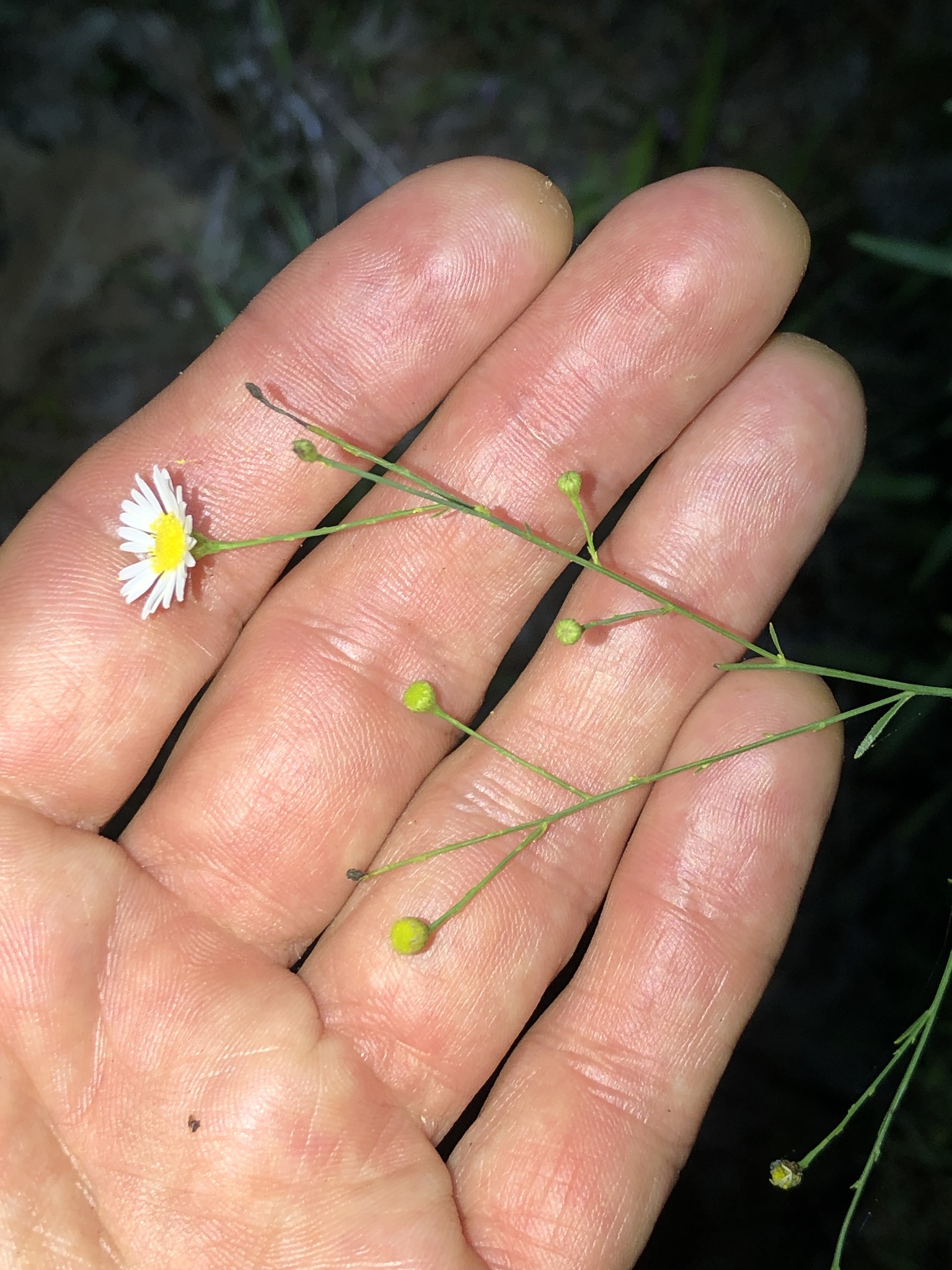 Boltonia diffusa var. interior