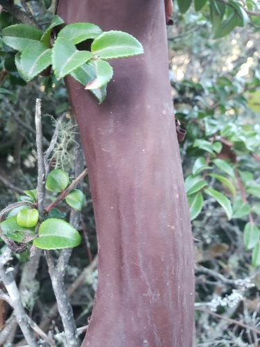 Montara Manzanita foliage