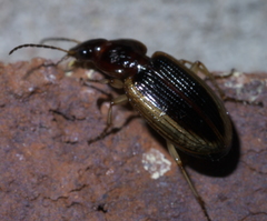 Agonum pallipes