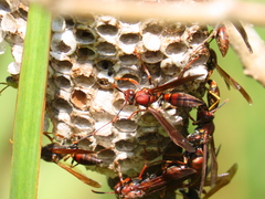 Polistes veracrucis