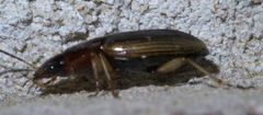 Agonum pallipes