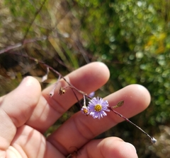 Symphyotrichum subulatum elongatum
