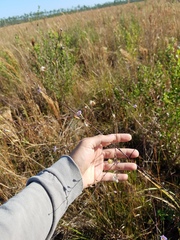 Symphyotrichum subulatum elongatum