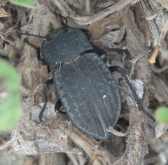 Stenomorpha opaca